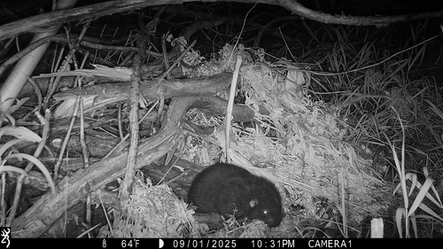 iNaturalist observation photo of Mountain Beaver