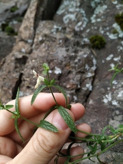 Stachys recta labiosa