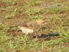 Epthianura tricolor