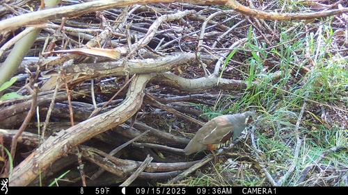 iNaturalist observation photo of Mountain Quail