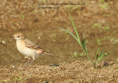 Epthianura tricolor