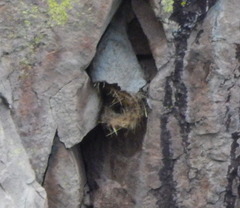 Campylorhynchus gularis