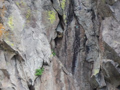 Campylorhynchus gularis