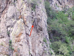 Campylorhynchus gularis