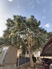 Eucalyptus