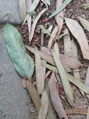 Eucalyptus