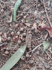 Eucalyptus