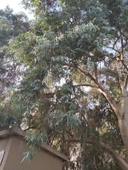 Eucalyptus
