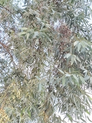 Eucalyptus