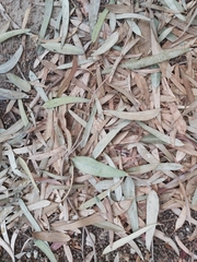 Eucalyptus