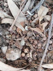Eucalyptus