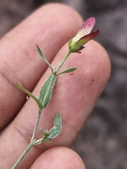Cottsia gracilis