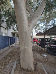 Eucalyptus