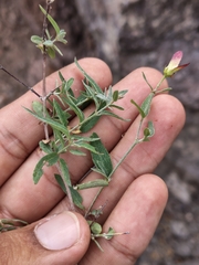Cottsia gracilis, photograph Abraham Sánchez Romero, CC BY, iNaturalist via GBIF