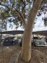 Eucalyptus