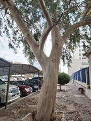 Eucalyptus
