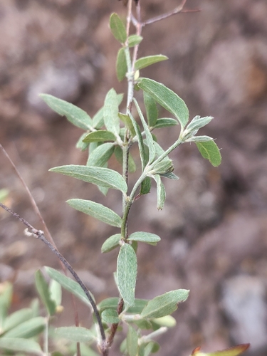 Cottsia gracilis, photograph 2