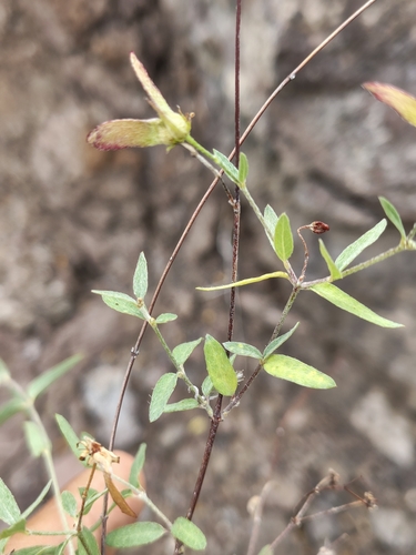 Cottsia gracilis, photograph 3
