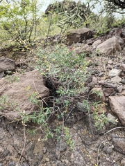 Cottsia gracilis, photograph Abraham Sánchez Romero, CC BY, iNaturalist via GBIF