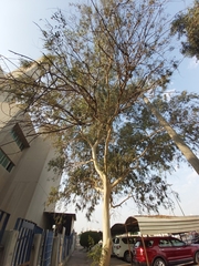 Eucalyptus