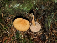 Lactarius alpinus