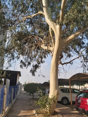 Eucalyptus