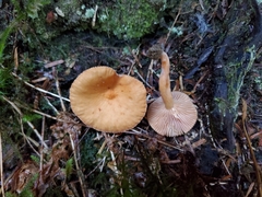Lactarius alpinus