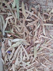 Eucalyptus