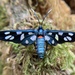 Cool Hornet-Moth - Photo (c) The Leach, some rights reserved (CC BY-NC), uploaded by The Leach