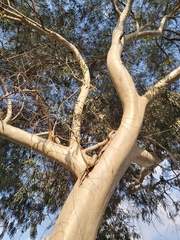 Eucalyptus
