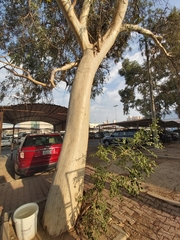Eucalyptus