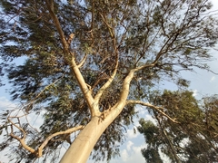 Eucalyptus