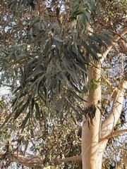 Eucalyptus