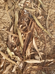 Eucalyptus
