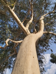 Eucalyptus