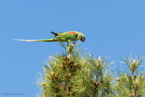Alexandrine Parakeet