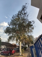 Eucalyptus