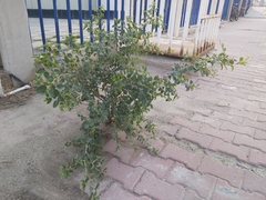 Ziziphus jujuba