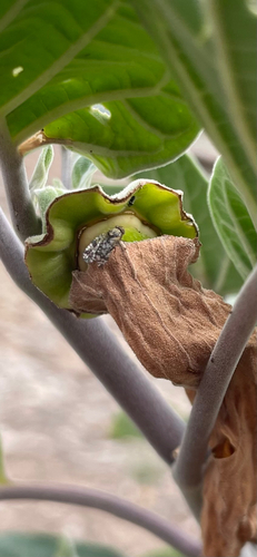 Unknown species found near New Mexico, US