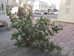 Ziziphus jujuba