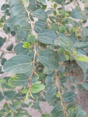 Ziziphus jujuba
