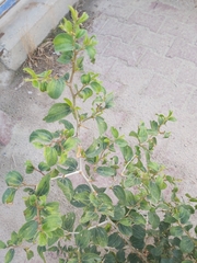 Ziziphus jujuba