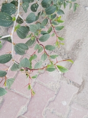 Ziziphus jujuba