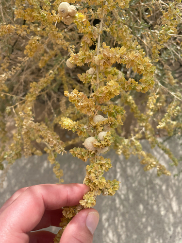 Unknown species found near New Mexico, US