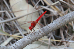 Diplacodes haematodes