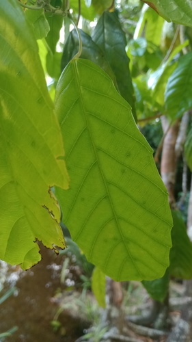 Conceveiba guianensis, 2025-10-05