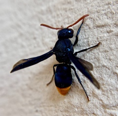 Antodynerus natalensis