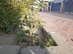 Ziziphus jujuba