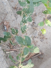 Ziziphus jujuba