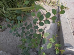 Ziziphus jujuba